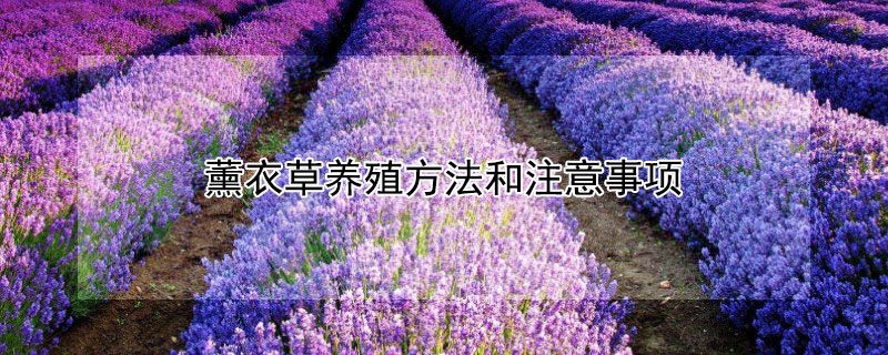 薰衣草养殖方法和注意事项 薰衣草养殖方法和注意事项有哪些