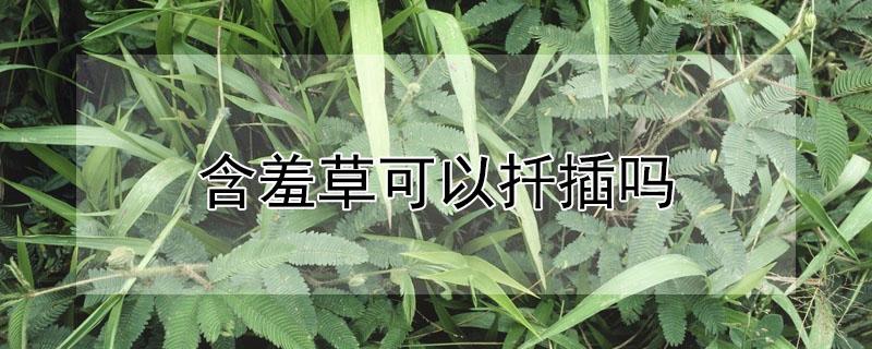 含羞草可以扦插吗（含羞草可以扦插吗）