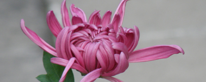 菊花长蚜虫了怎么处理（菊花长蚜虫了怎么处理干净）