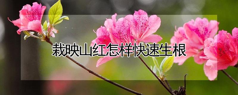 栽映山红怎样快速生根 栽映山红怎样快速生根呢