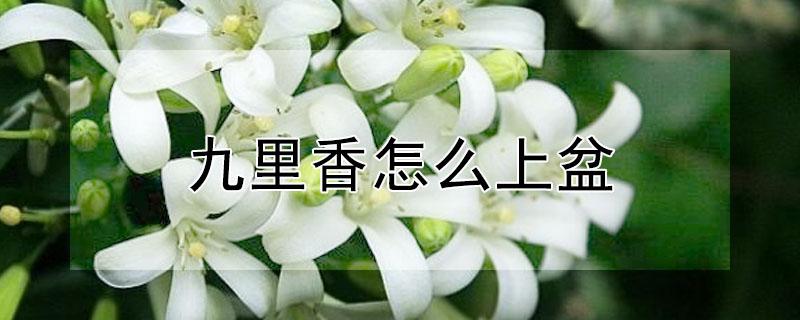 九里香怎么上盆（九里香怎样服盆快）