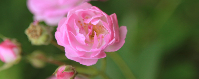 蔷薇花什么时候种植（蔷薇花什么时候种植,怎么种）
