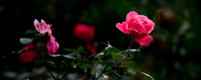 月季花耷拉是什么原因 月季花耷拉是什么原因导致的