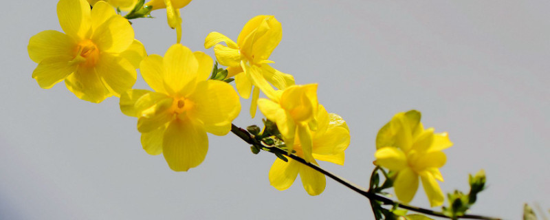 迎春花如何修剪成老庄（迎春花修剪技巧视频）