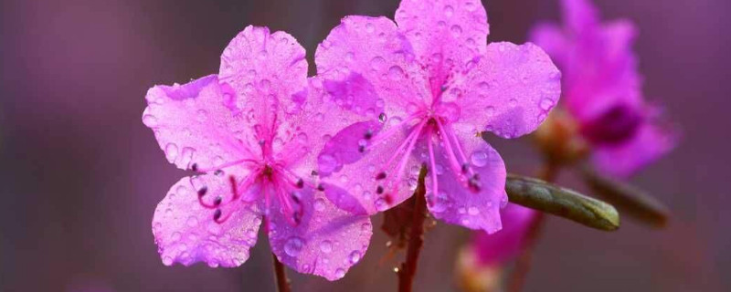 杜鹃花花期怎么浇水（杜鹃花花期怎么浇水最好）