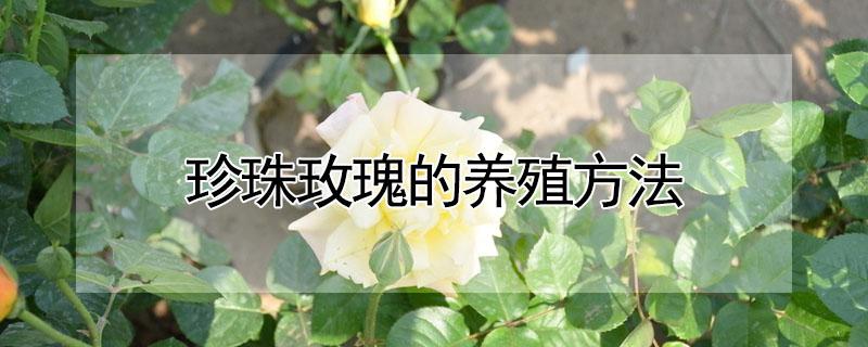 珍珠玫瑰的养殖方法 珍珠玫瑰的养殖方法和管理