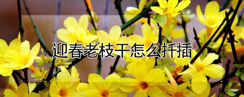 迎春老枝干怎么扦插 迎春老枝生根方法