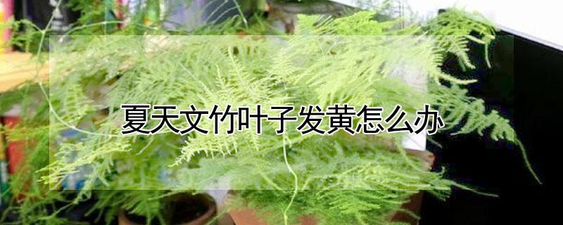夏天文竹叶子发黄怎么办（夏天文竹叶子发黄怎么回事）