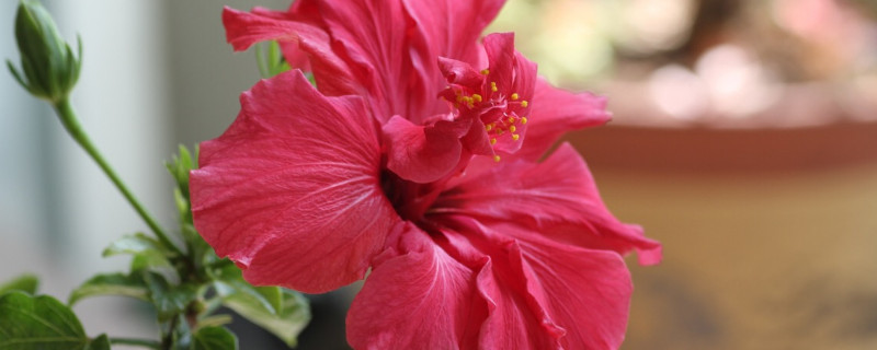 芙蓉花没根能活吗（芙蓉花没有根能活吗）