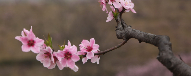梅花叶子黄了怎么办 梅花叶子发黄怎么办