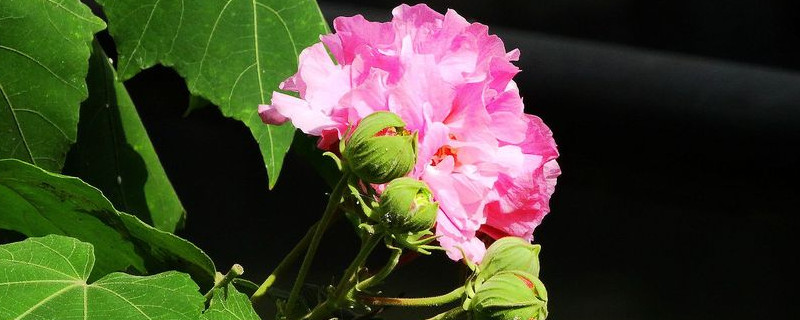 芙蓉花不开花怎么回事（芙蓉花不开花怎么回事儿）