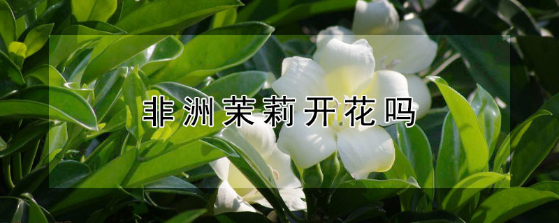 非洲茉莉开花吗 非洲茉莉怎么养才开花