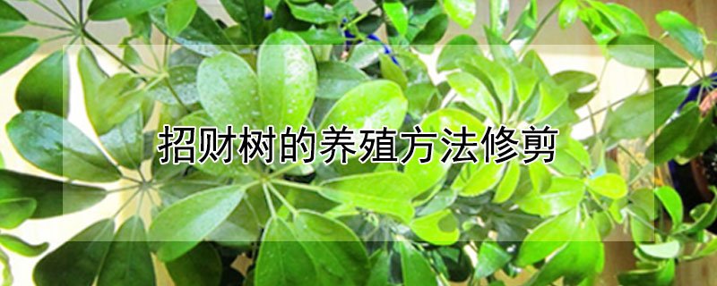 招财树的养殖方法修剪 招财树的养殖方法修剪视频