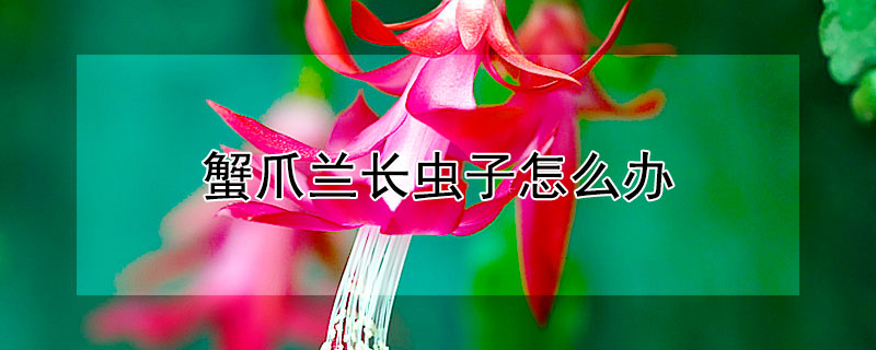 蟹爪兰长虫子怎么办 蟹爪兰长虫子怎样治疗
