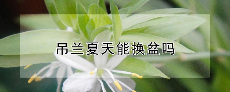 吊兰夏天能换盆吗 吊兰夏天能换盆吗视频