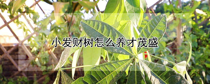 小发财树怎么养才茂盛 小发财树怎么养才茂盛,怎么浇水