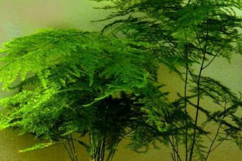 文竹为什么要用茶水浇