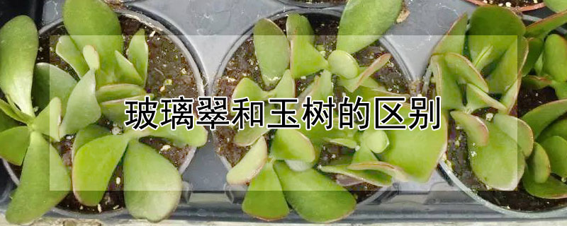 玻璃翠和玉树的区别（玻璃翠和玉树的区别）