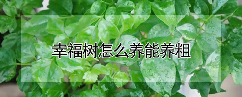 幸福树怎么养能养粗（幸福树怎么养粗壮）
