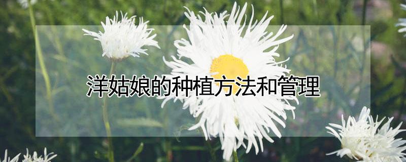 洋姑娘的种植方法和管理 洋姑娘的种植方法和管理要点
