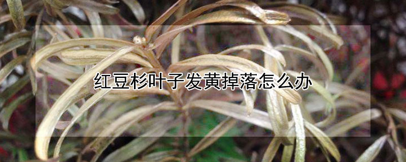 红豆杉叶子发黄掉落怎么办 红豆杉叶子发黄了怎么办