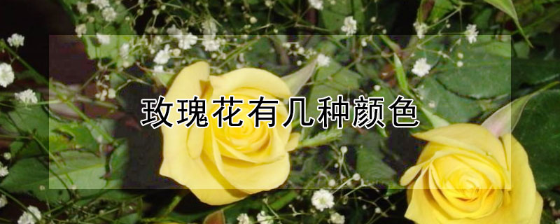 玫瑰花有几种颜色（玫瑰花有几种颜色的图片）