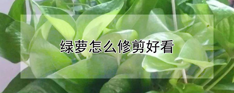 绿萝怎么修剪好看（绿萝怎么修剪好看又简单）