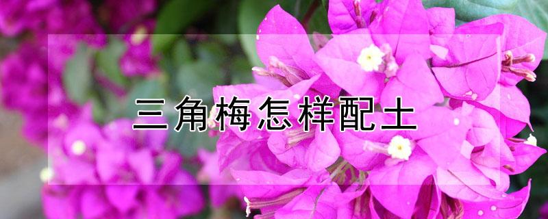 三角梅怎样配土（三角梅怎样配土最好）