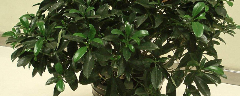 非洲茉莉什么时候开花（非洲茉莉的寓意和象征）