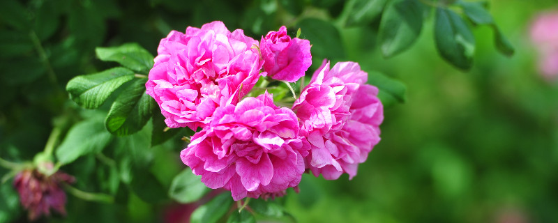 蔷薇花怎么修剪（蔷薇花怎么修剪花枝）