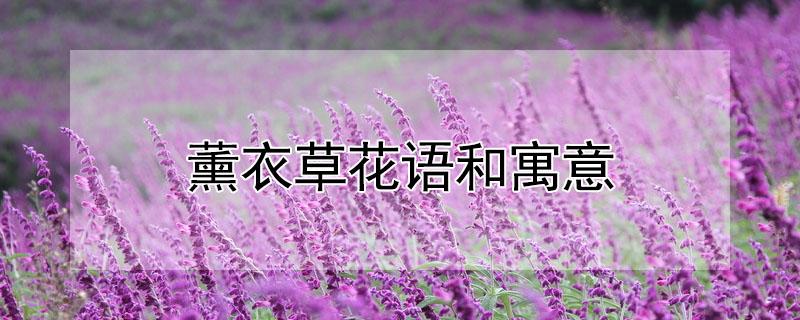 薰衣草花语和寓意（薰衣草花语和寓意图片）