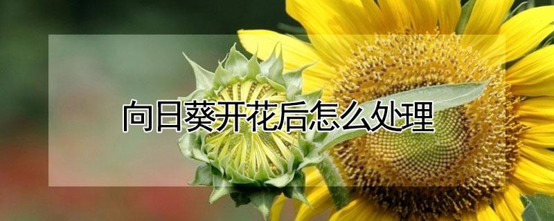 向日葵开花后怎么处理（向日葵开花后如何处理）