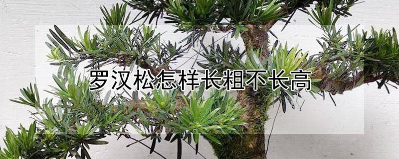 罗汉松怎样长粗不长高（罗汉松怎样才能长粗）