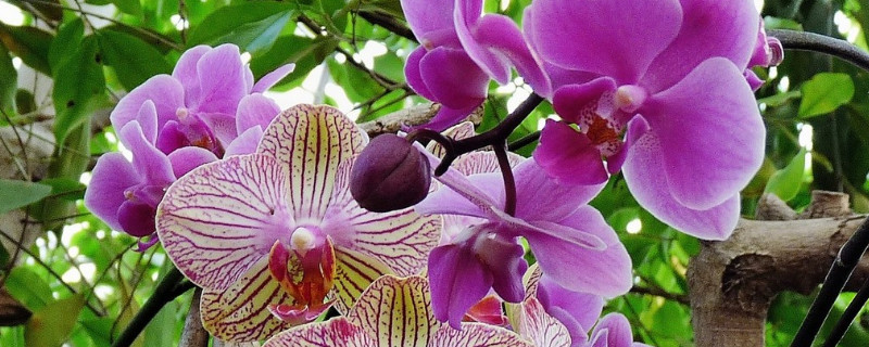 蝴蝶兰水养能开花吗（蝴蝶兰水养能开花吗视频）
