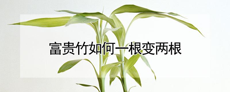 富贵竹如何一根变两根 富贵竹如何一根变两根土培法