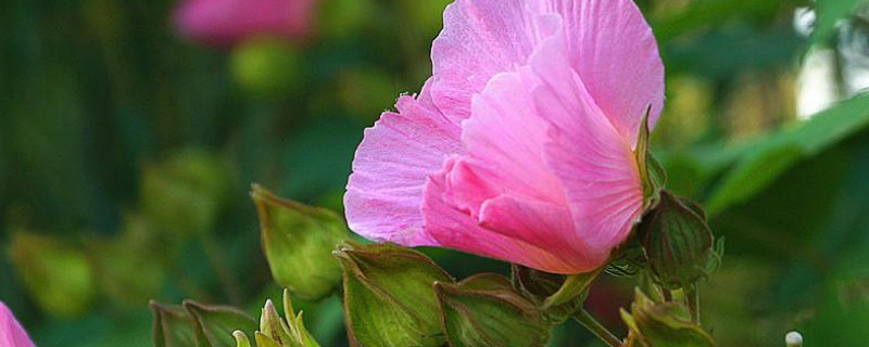 芙蓉花养在家里对人有危害吗 芙蓉花养在家里对人有危害吗视频