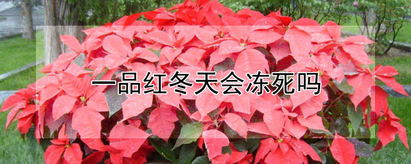 一品红冬天会冻死吗 一品红冬天会死吗?