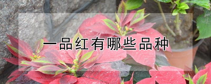 一品红有哪些品种（一品红的特点与用途）