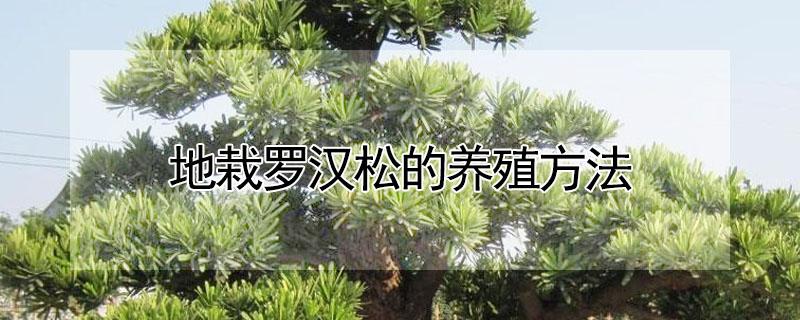 地栽罗汉松的养殖方法（地栽罗汉松的养殖方法和注意事项）