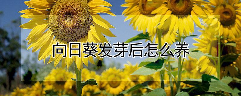 向日葵发芽后怎么养（向日葵发芽后怎么浇水）