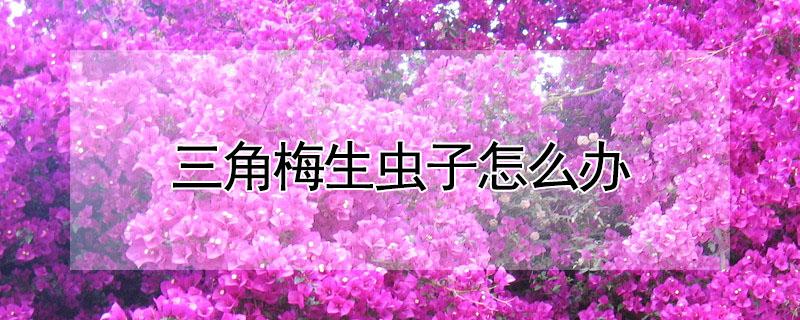 三角梅生虫子怎么办（三角梅长虫怎么办）