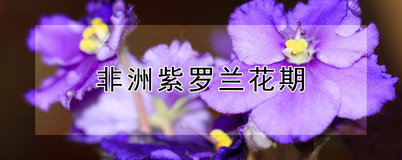 非洲紫罗兰花期（非洲紫罗兰花期长吗）