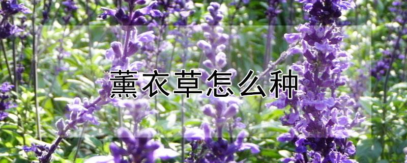 薰衣草怎么种 薰衣草怎么种教学视频