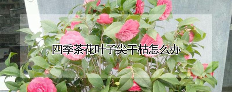 四季茶花叶子尖干枯怎么办 四季茶花的叶子干枯是什么情况