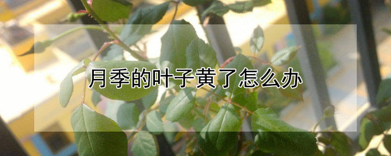 月季的叶子黄了怎么办 月季叶子黄了是怎么回事