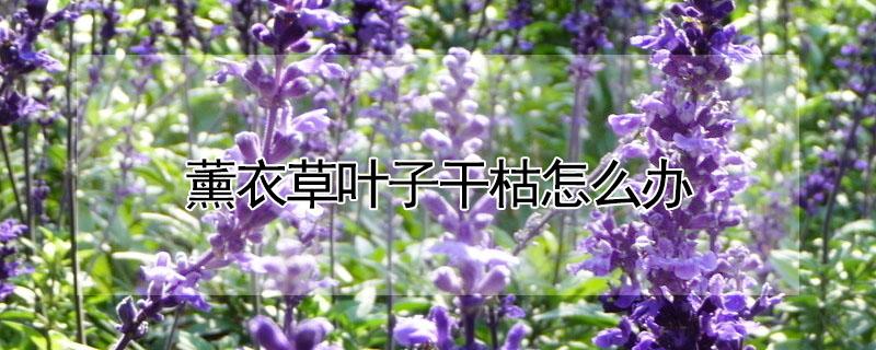 薰衣草叶子干枯怎么办 薰衣草叶子蔫了怎么回事