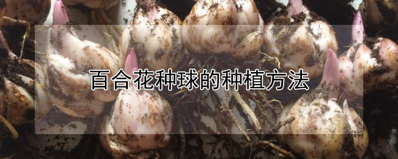 百合花种球的种植方法 百合花种球的种植方法和注意事项