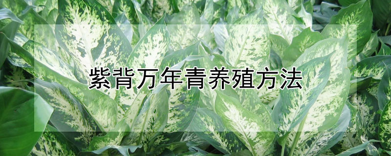 紫背万年青养殖方法 紫背万年青怎么浇水怎么养护