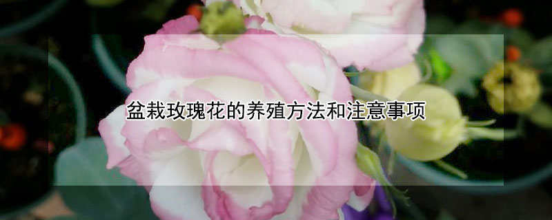 盆栽玫瑰花的养殖方法和注意事项 盆栽玫瑰花怎么养殖方法