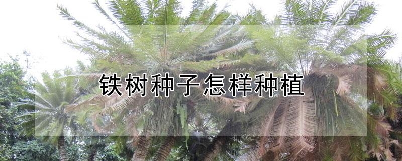 铁树种子怎样种植 铁树种子怎样种植方法